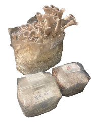 colonized grain spawn 5 pound blocks Golden Oys, Hawks Oys etc- free shipping