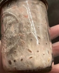Pink Oyster Grain Spawn
