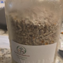 Fern Prairie Mushroom Organic Velvet Popino Spawn – Velvet Popino Mycelium 32 Oz