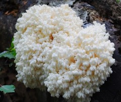 Coral Tooth Mushroom Live Culture Syringe 10cc