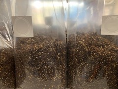 Pasteurized Substrate 5.5 LBS Manure Based for Mushroom Cultivation Ready to Use