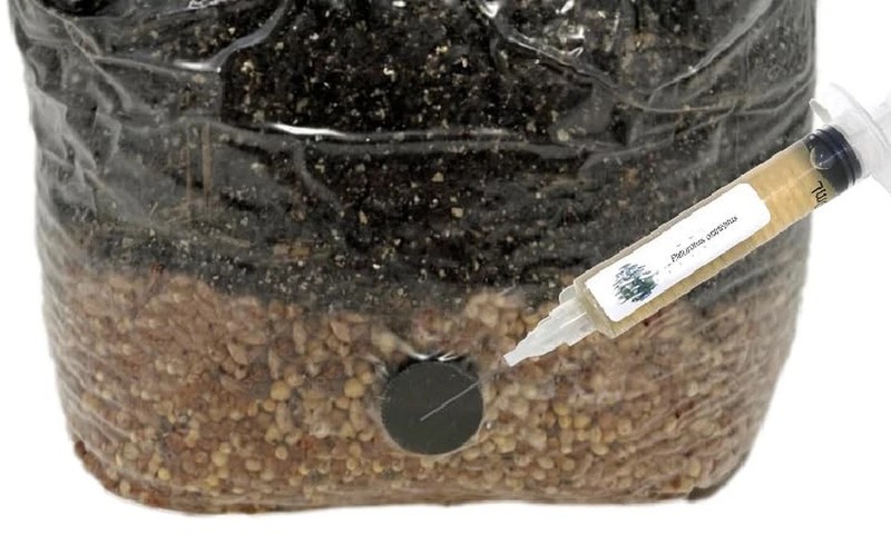 Microppose Self Healing Injection Ports for Mushroom Spawn Bags and Jar Lids (50 gallery