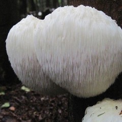 3 Pack Lions Mane- Chicken Of The Woods-Turkey Tail Mushroom Culture Syringes