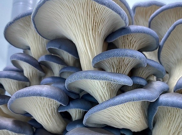 Mix & Match Liquid Culture - 12cc Syringes - 3 Pack - Chefs Mushrooms gallery