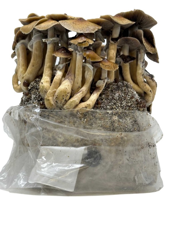 Maitake (Hen of the Woods) Indoor Mushroom Grow Kit Ready to Grow! 5 Pound gallery