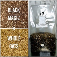 Premium Exotic Dung ALL-IN-ONE XL Mushroom Grow Kit 3 Pack Kit 6lbs Mixed Bag