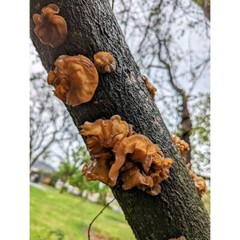 Tropical Wood Ear Liquid Culture Auricularia fuscosuccinea