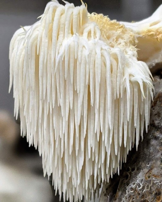4oz Lions Mane Mushroom - Bulk - Dry - Fruiting Bodies - 4oz  gallery