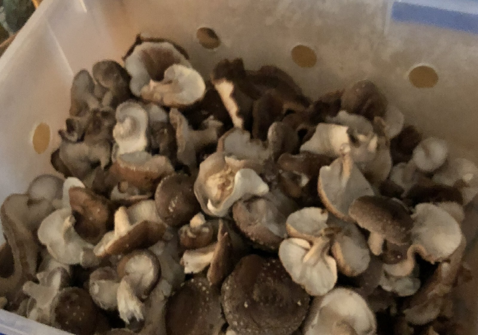 Shiitake Mushroom Plug Spawn 1000X - FREE USA shipping gallery
