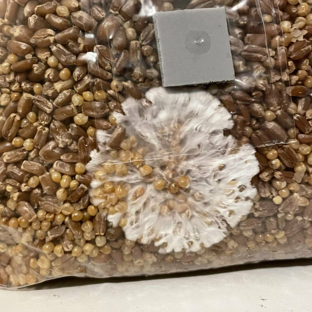 (3) Mushroom Rye Grain Spawn Bag Sterilized with Injection Port Grow Mushrooms gallery