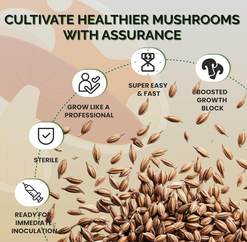 one pound sterilized rye grain bags with injection port mushroom substrate gallery
