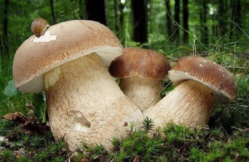Seeds Porcini Mushroom Boletus White Mycelium Spawn Spores Organic Ukraine gallery