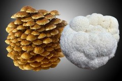 2-pack, Lions Mane and Chestnut Mushroom Blocks, 5# Master’s Mix Blocks