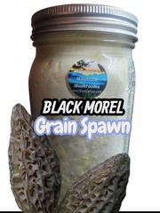 BLACK MOREL (Morchella eohespera) Mushroom Colonized Grain Spawn, 1 Quart