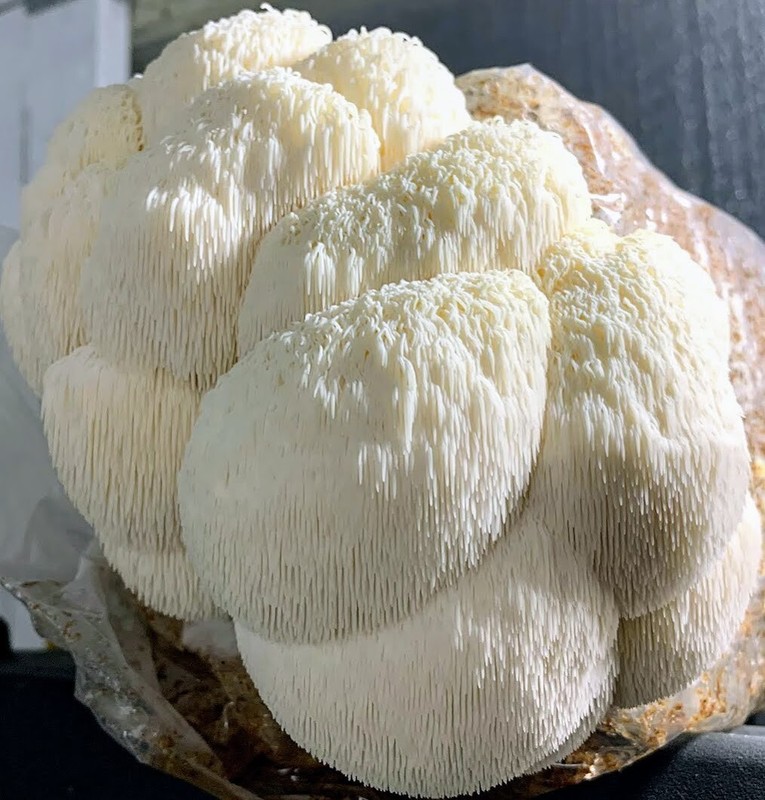 4oz Lions Mane Mushroom - Bulk - Dry - Fruiting Bodies - 4oz  gallery