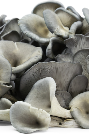 Grey Oyster Mushrooms - 3kg Bulk Crate