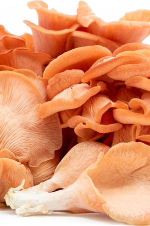 Fresh Pink Oyster Mushrooms - 3kg Bulk Crate
