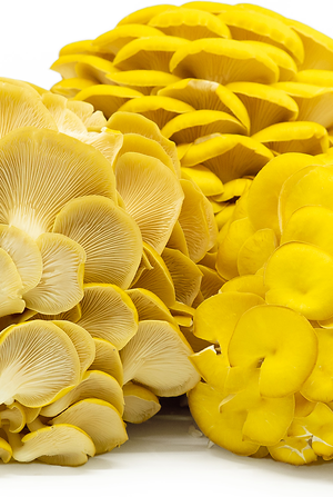 Fresh Golden Oyster Mushrooms- 3kg Bulk Crate