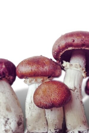 Wine Cap Mushrooms - 1.5kg